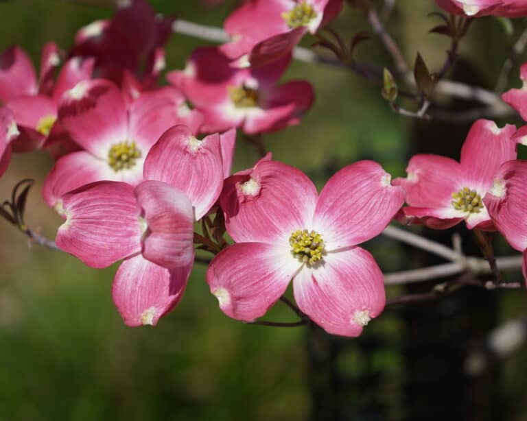 A closeup of the pink bracts of a dogwood tree.