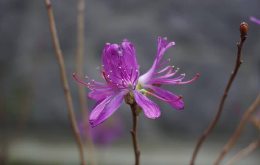 A purple-pink bloom of a rhododendron in April.