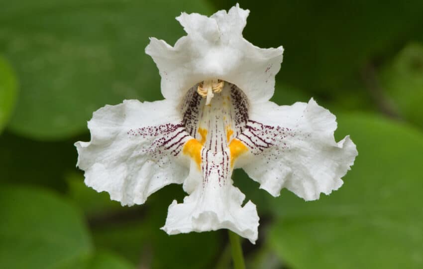 southern catalpa flower