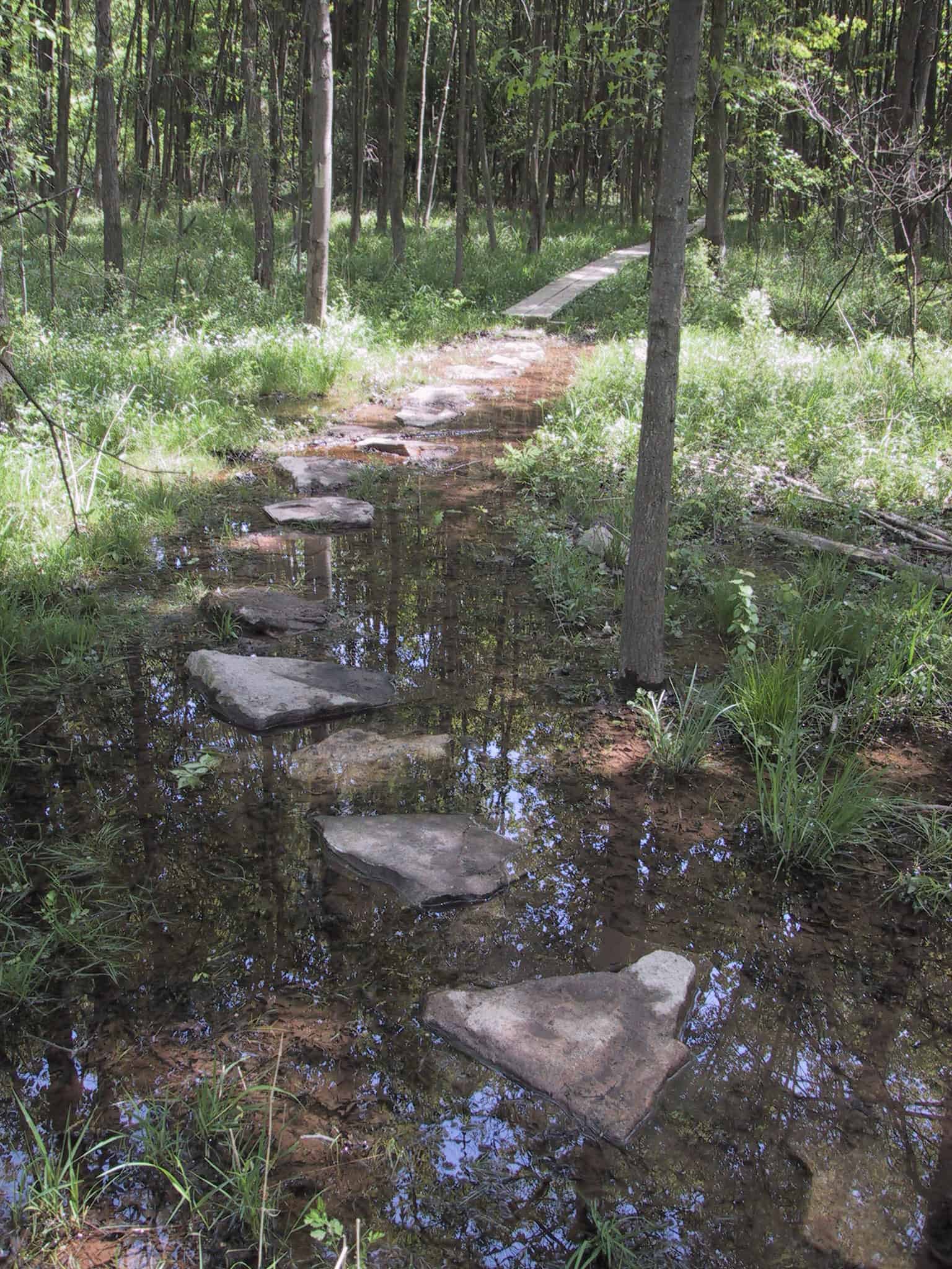 Stepping stones surrounded by water on a trail in the woods