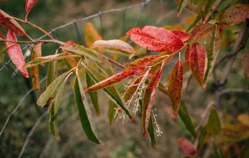 A close-up of green and red leaves in early fall.