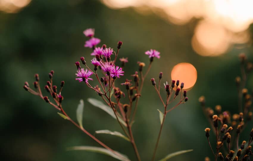 A purple flowering bush in focus with the sunset in background.
