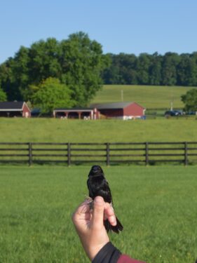 A Bobolink perched on a hand in front of a fence and barn in the countryside. 