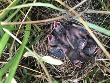 Baby Bobolink birds with open beaks in a nest. 