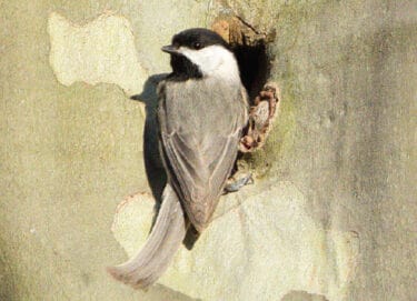 A Carolina Chickadee perched by a hollow opening in a London planetree