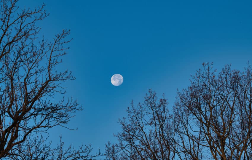 tall trees at Stoneleigh reach towards the moon