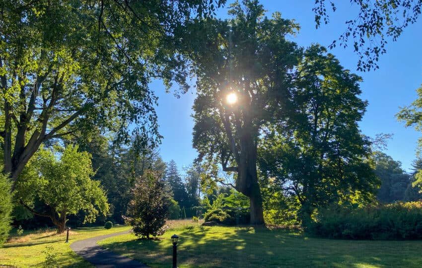 A shining sun through the branches of a tall tree, with a paved path winding along beside it, a bright blue sky in the background.