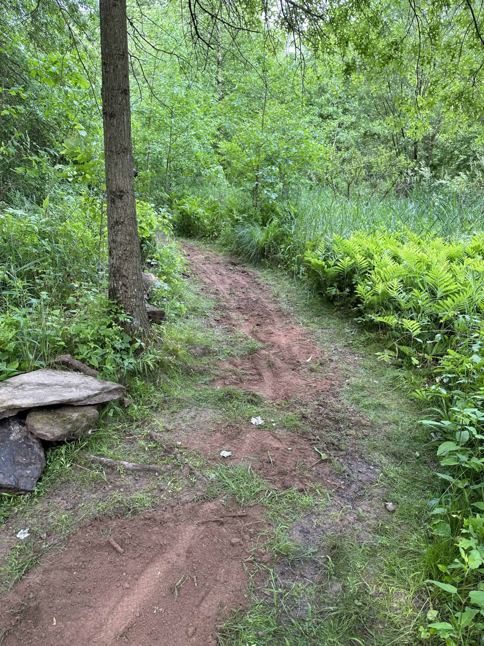 Dirt subsurface of wooded trail being improved with gravel