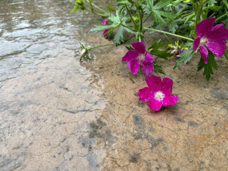 Flowers of purple poppy-mallow splashed with rain