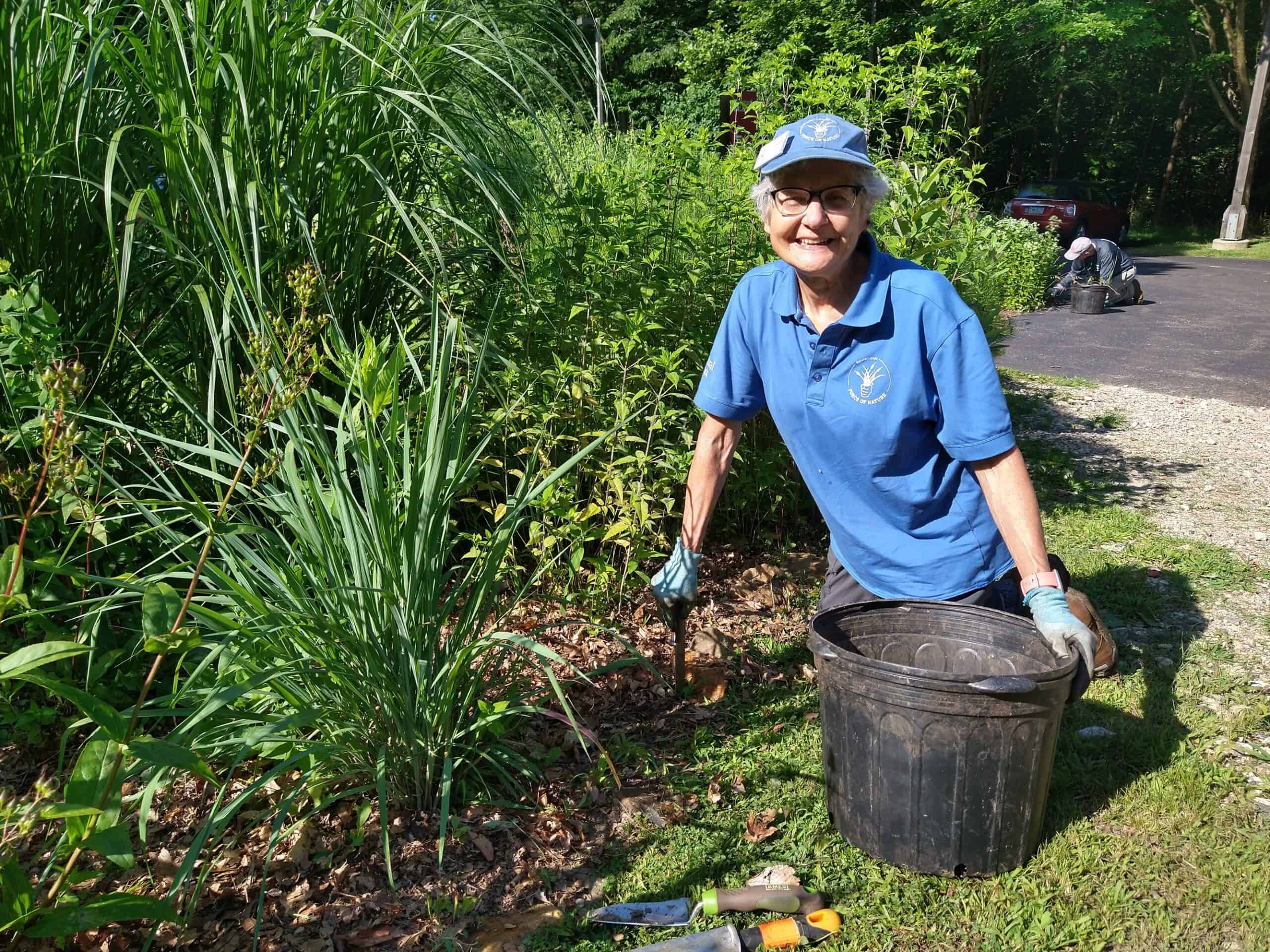 A volunteer in blue shirt, kneeling in garden, pulling weeds.