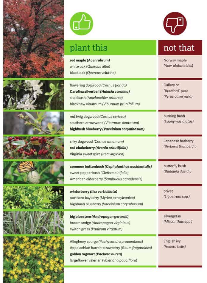 a list of invasive plant species and native alternatives
