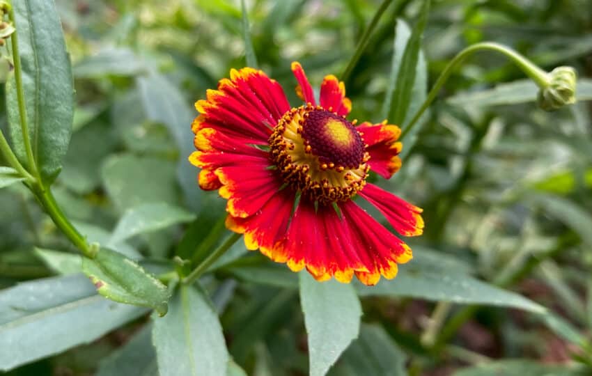 a red and yellow autumnal flower in late summer.