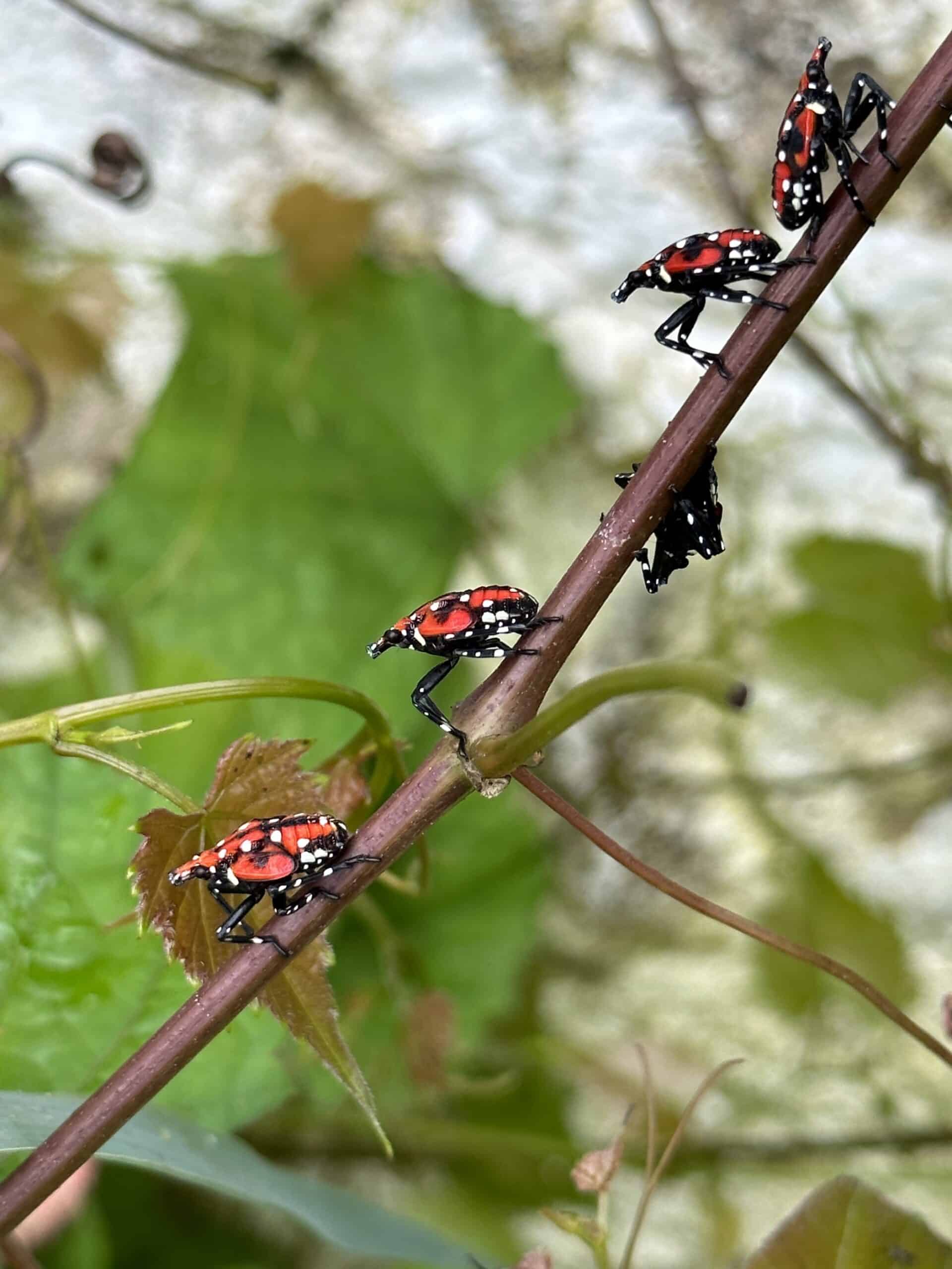 Spotted lanternfly juvenile insects on grapevine