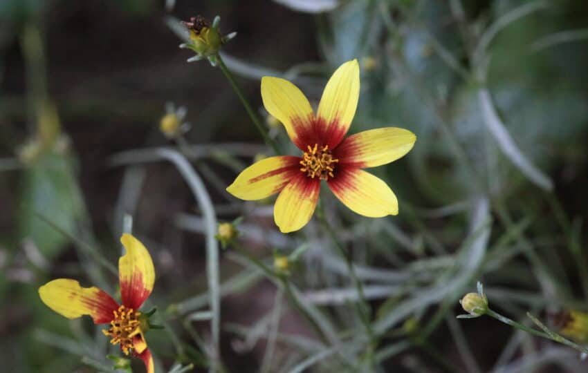 A bright yellow and red coreopsis flower