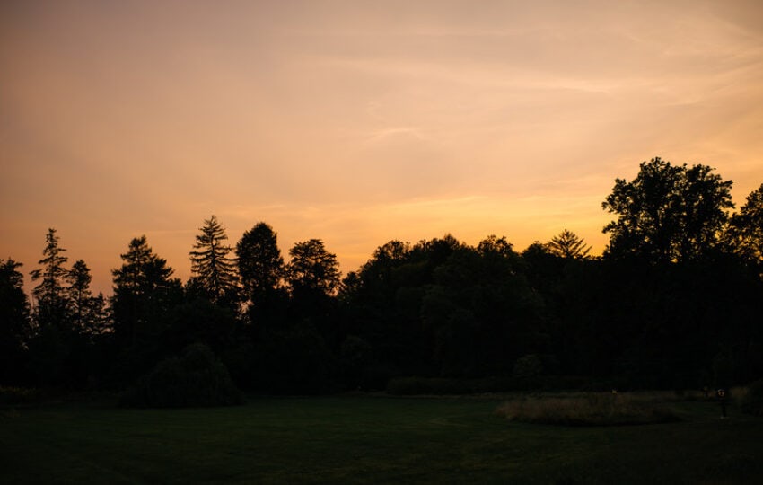 orange sunset over black tree line