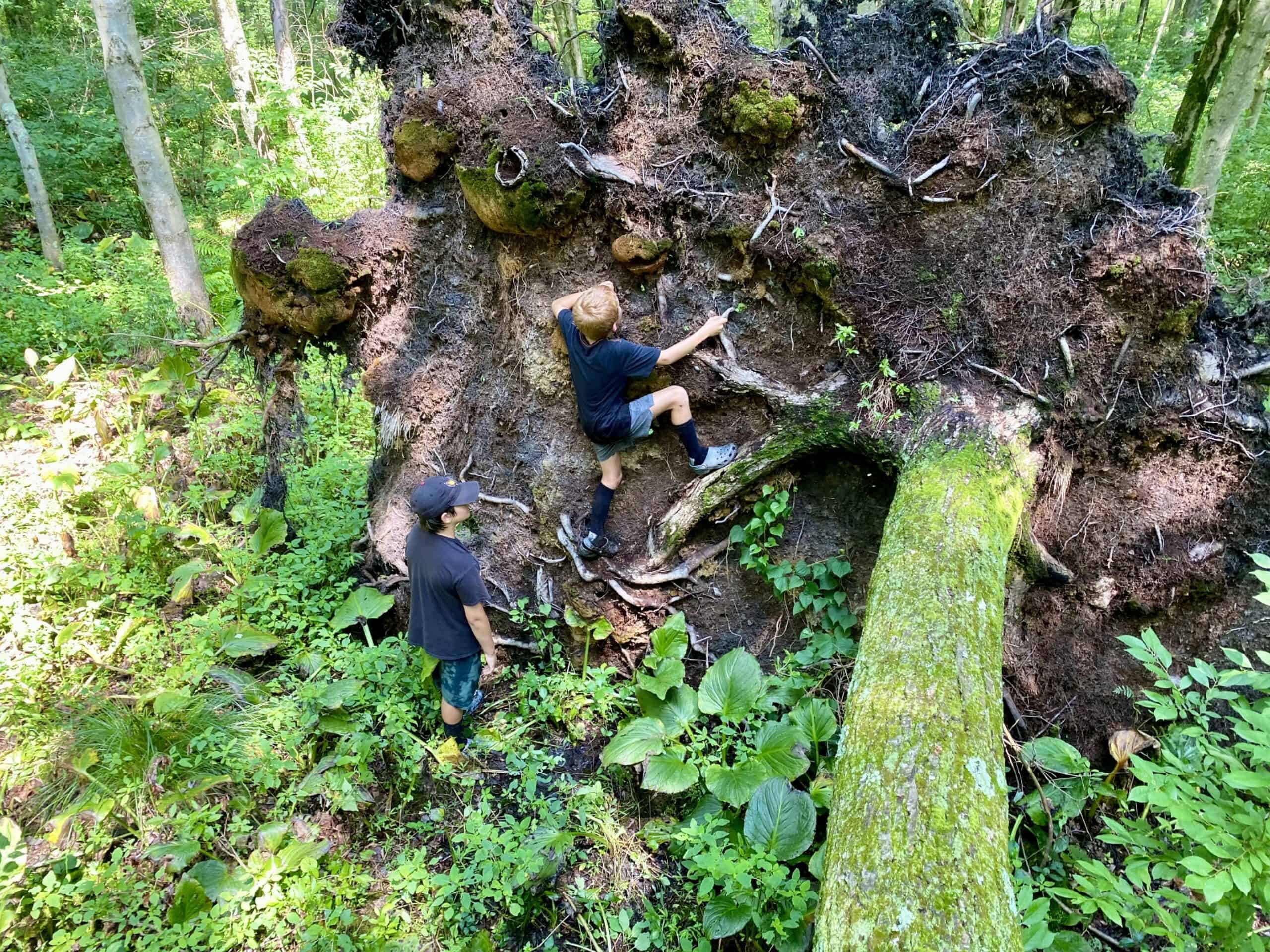 Kids climbing the roots of an upturned tree