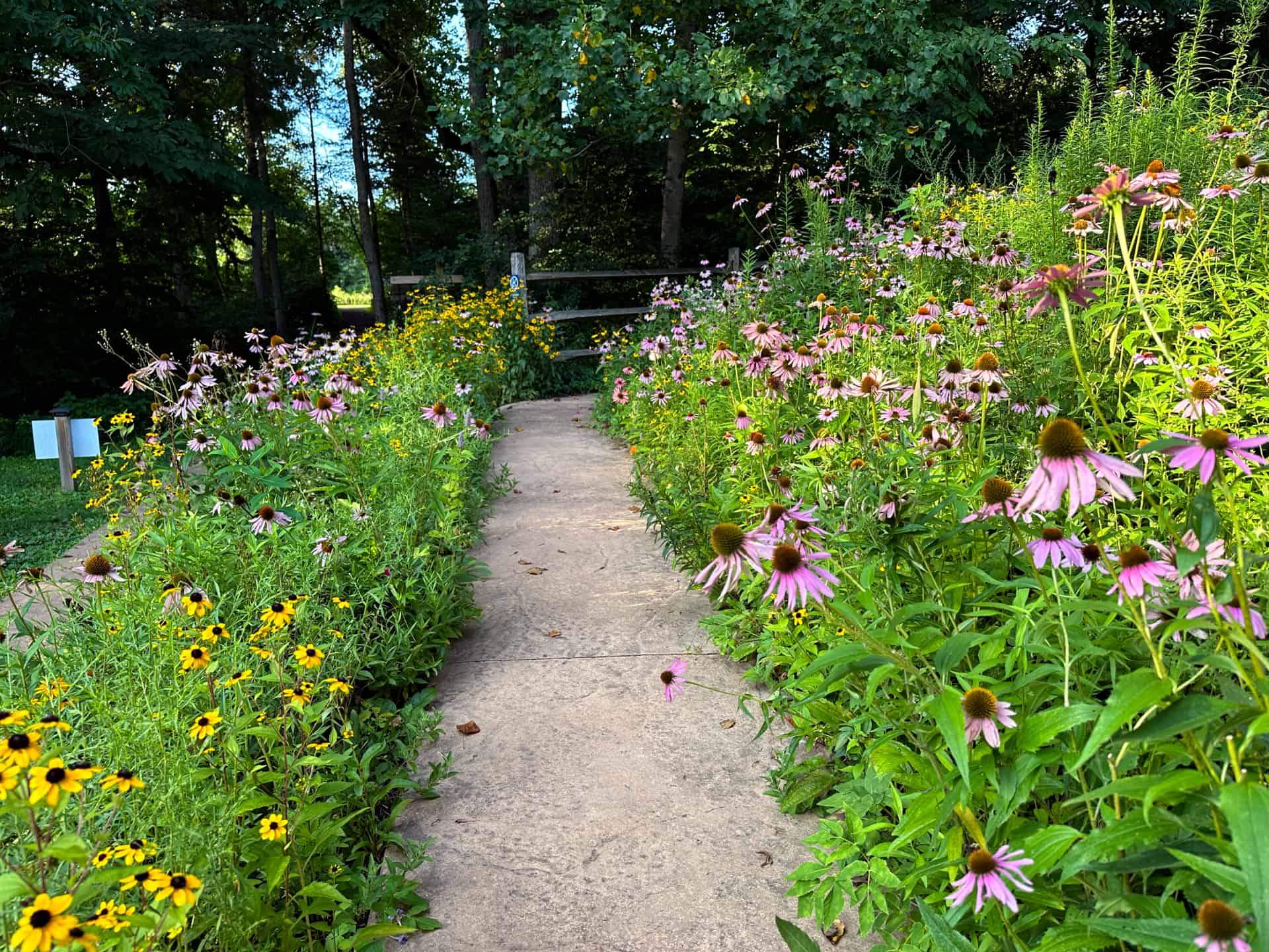 Purple coneflower and black-eyed Susan growing along a path at Crow's Nest Preserve