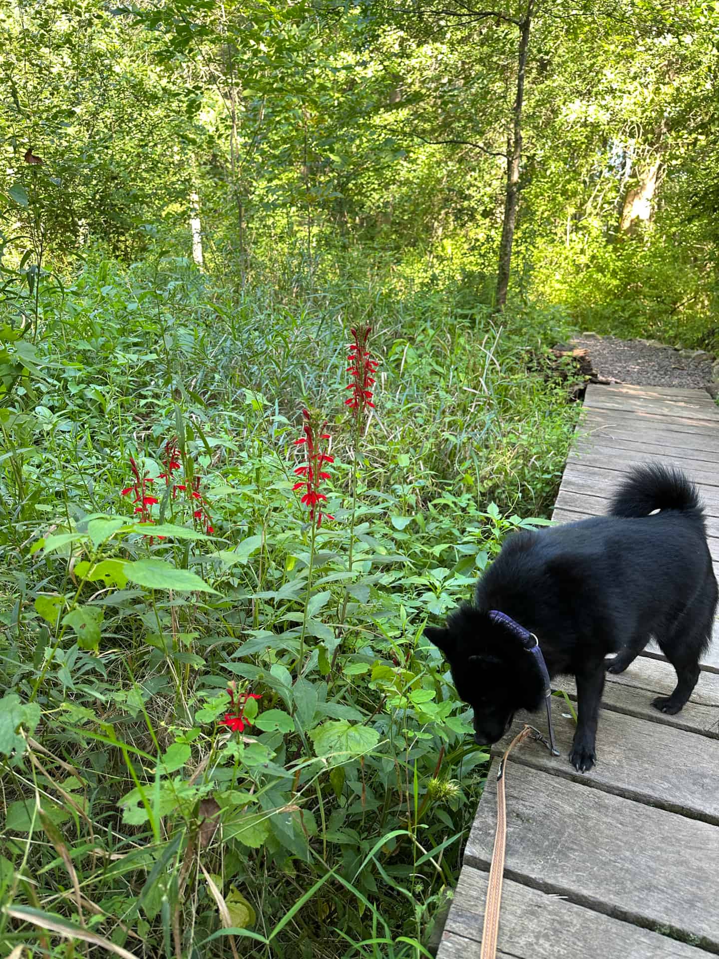 Small dog sniffing plants including cardinal flower, from a boardwalk 