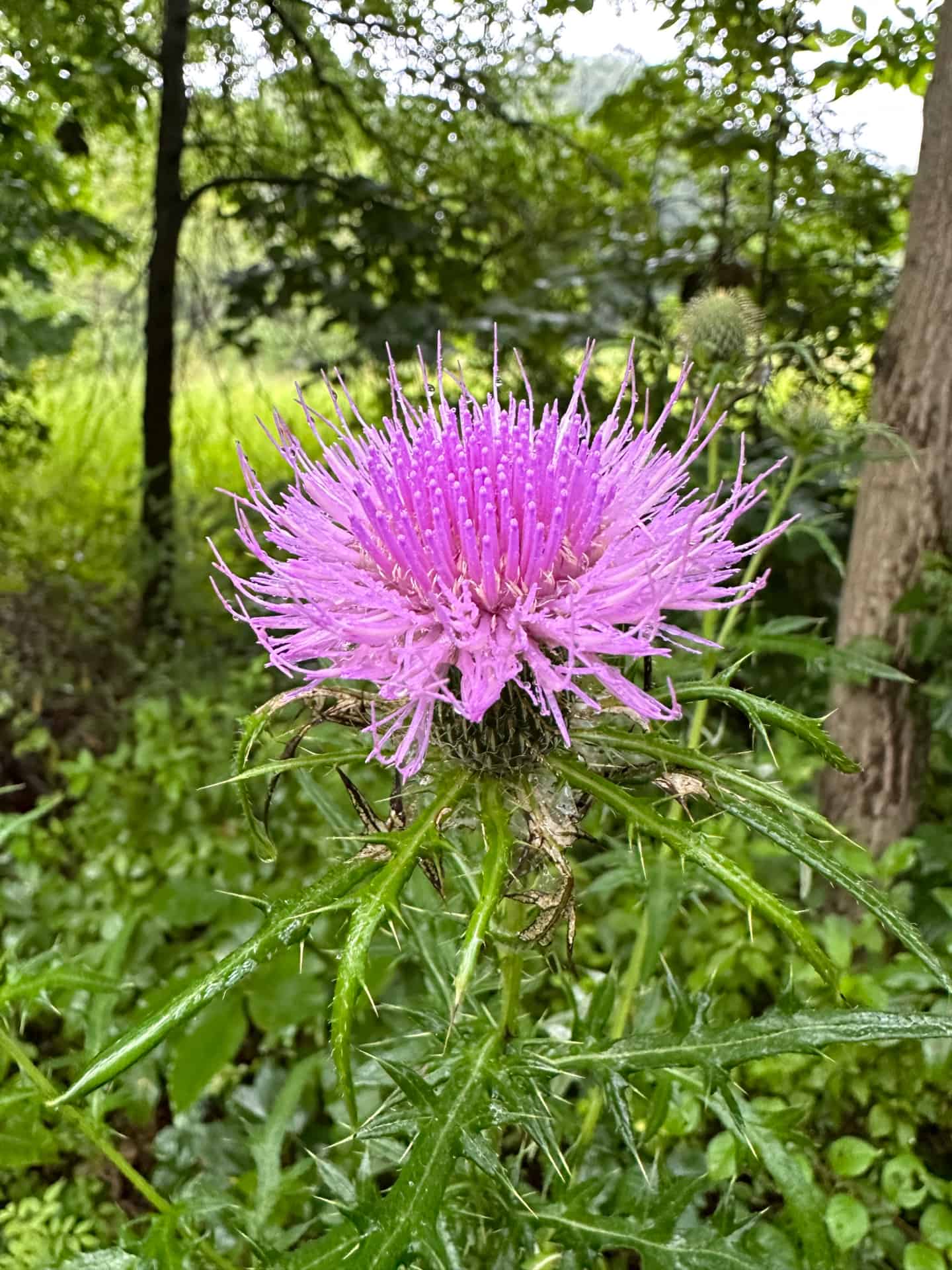 Pink, composite flower of native field thistle
