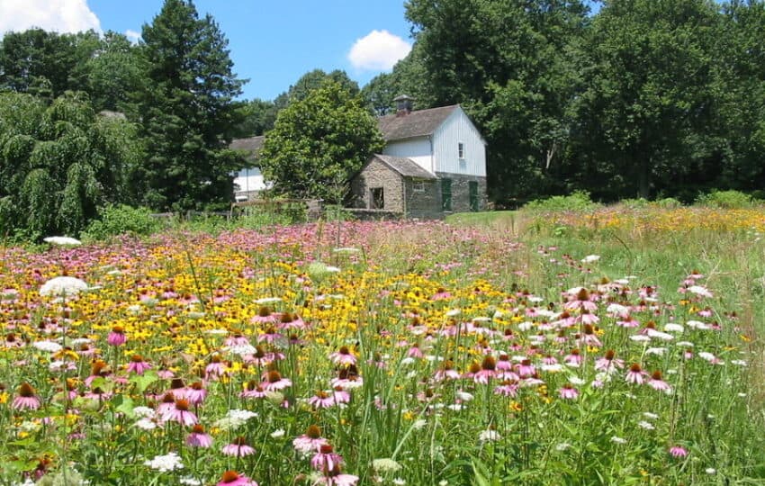Idlewild Farm in the background with beautiful flowers