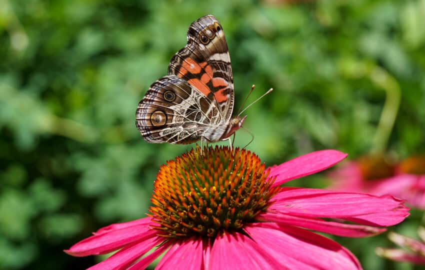 an American Lady butterfly perches on a bright pink coneflower.