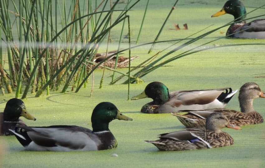male and female mallards swimming in a pond