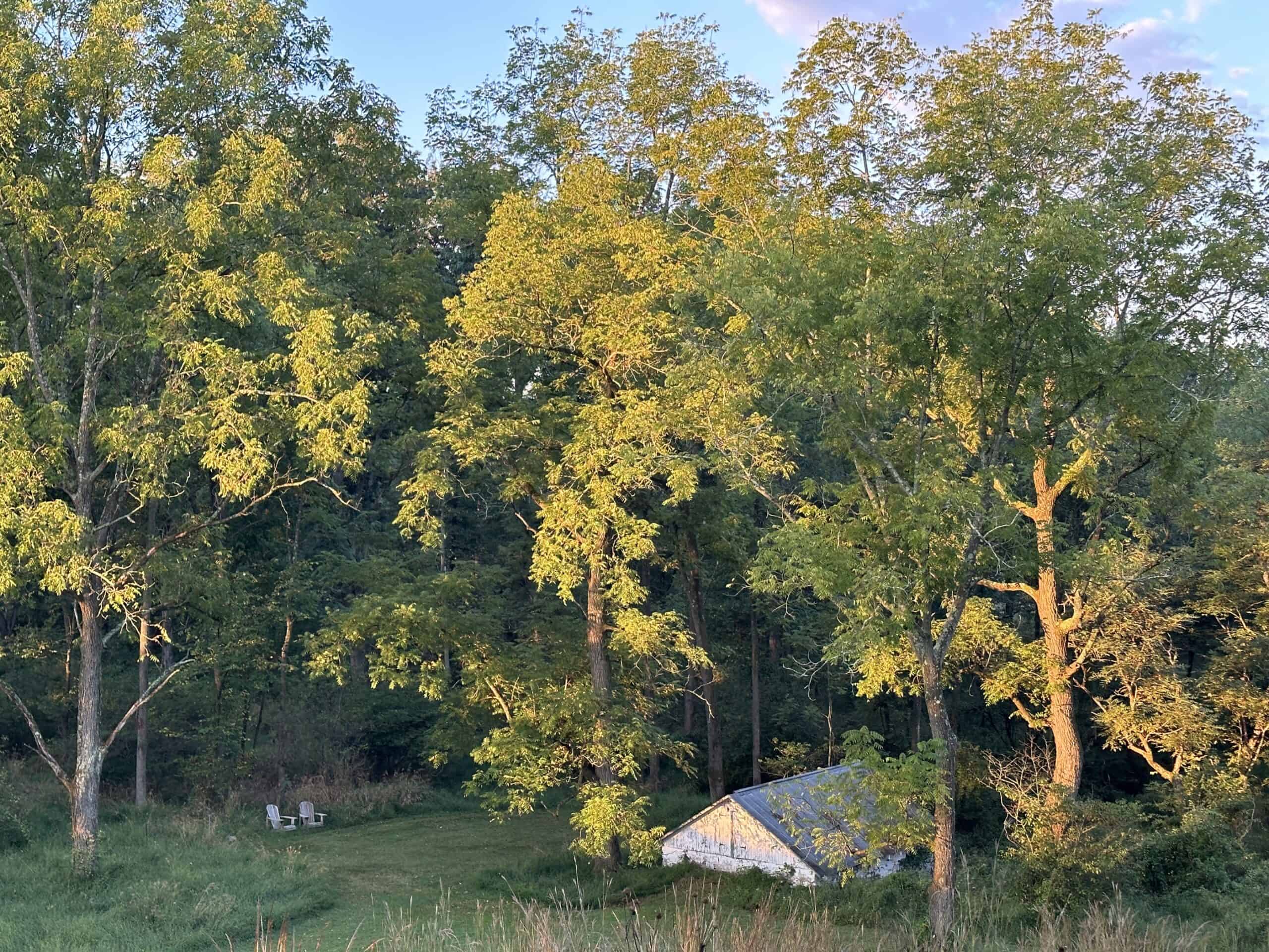 Early morning sun on trees over springhouse