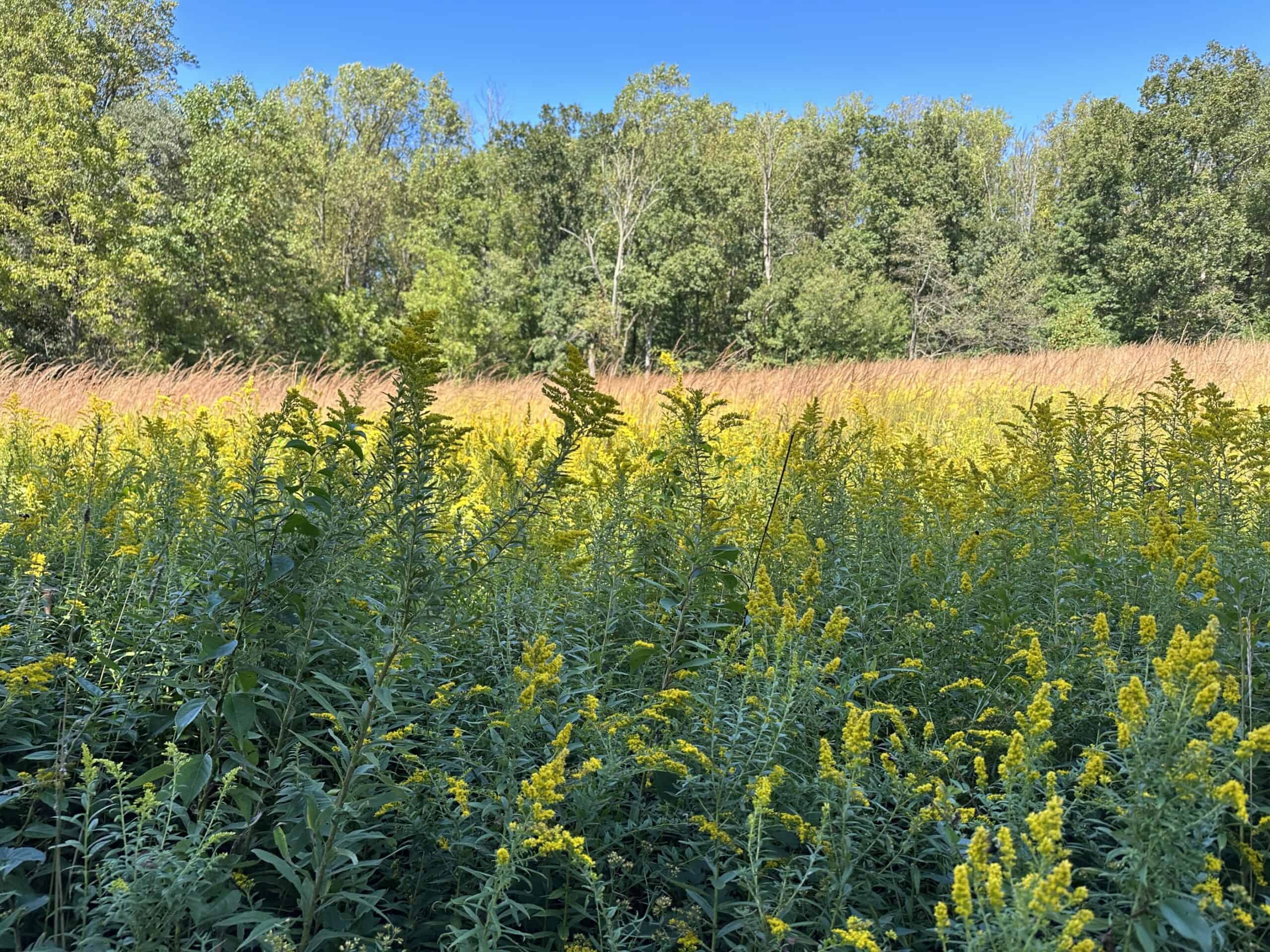 Meadow with goldenrod and native grasses with forest in the background