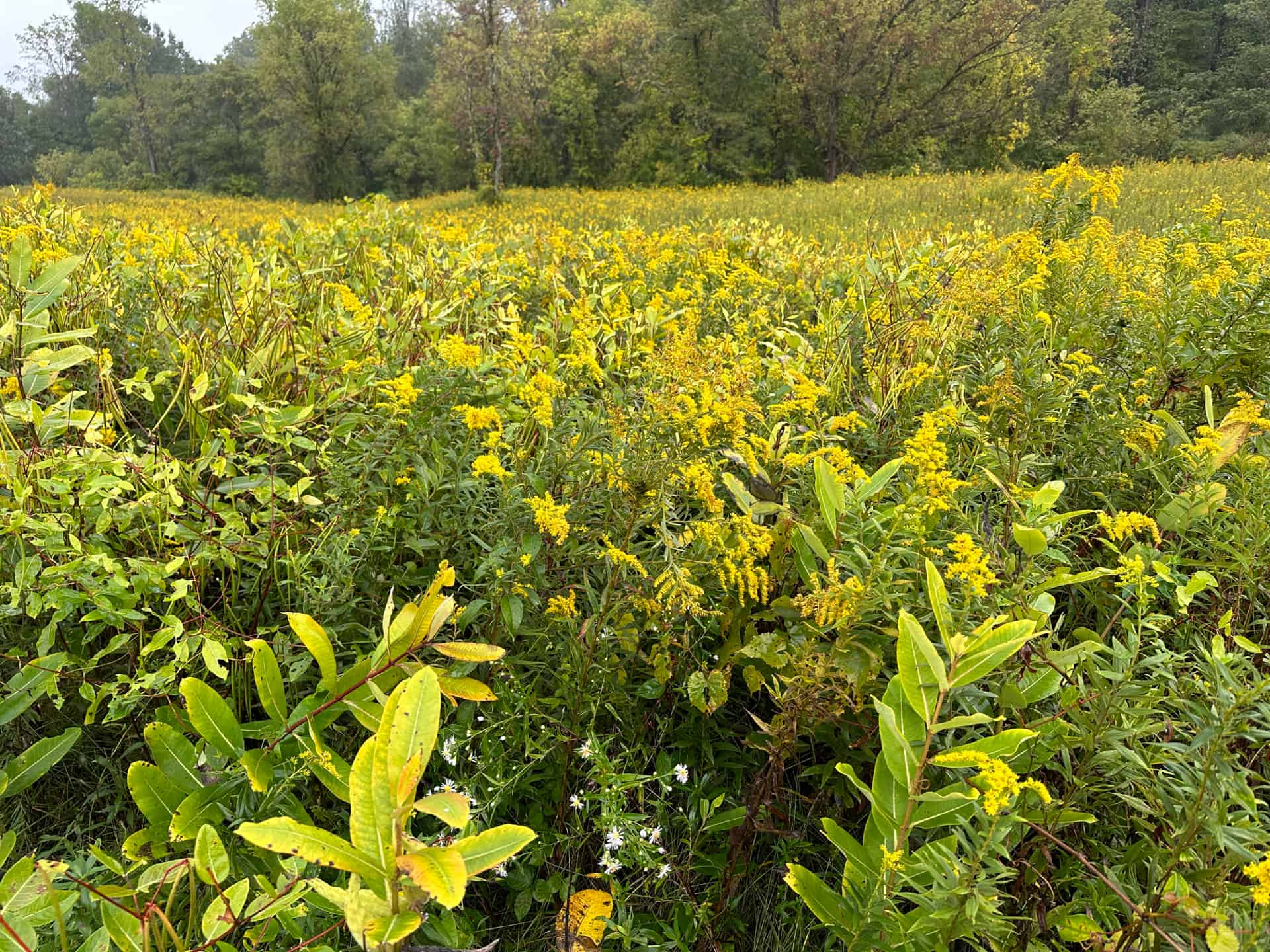 A field of goldenrod with trees in the background