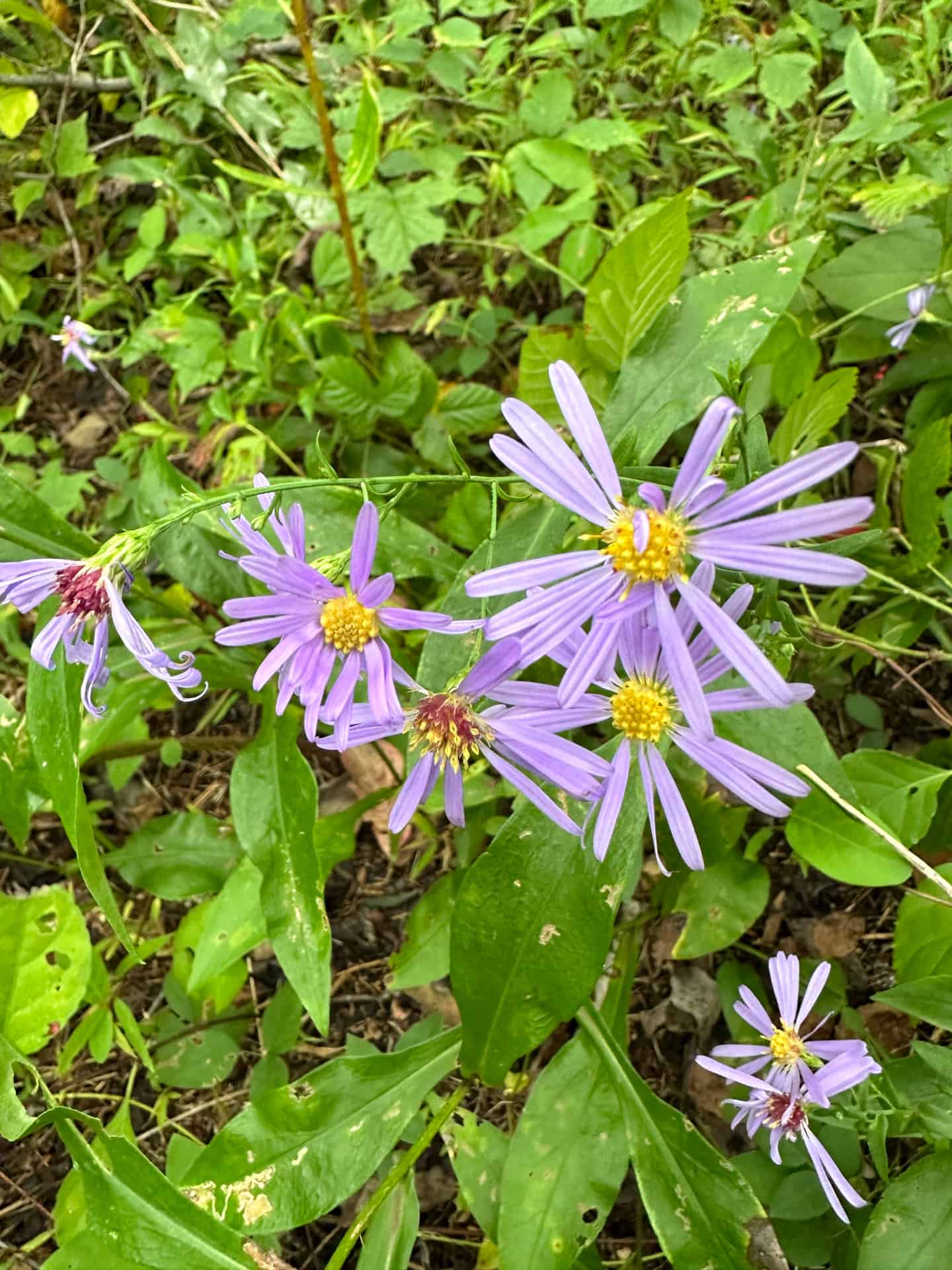 New England aster flowers