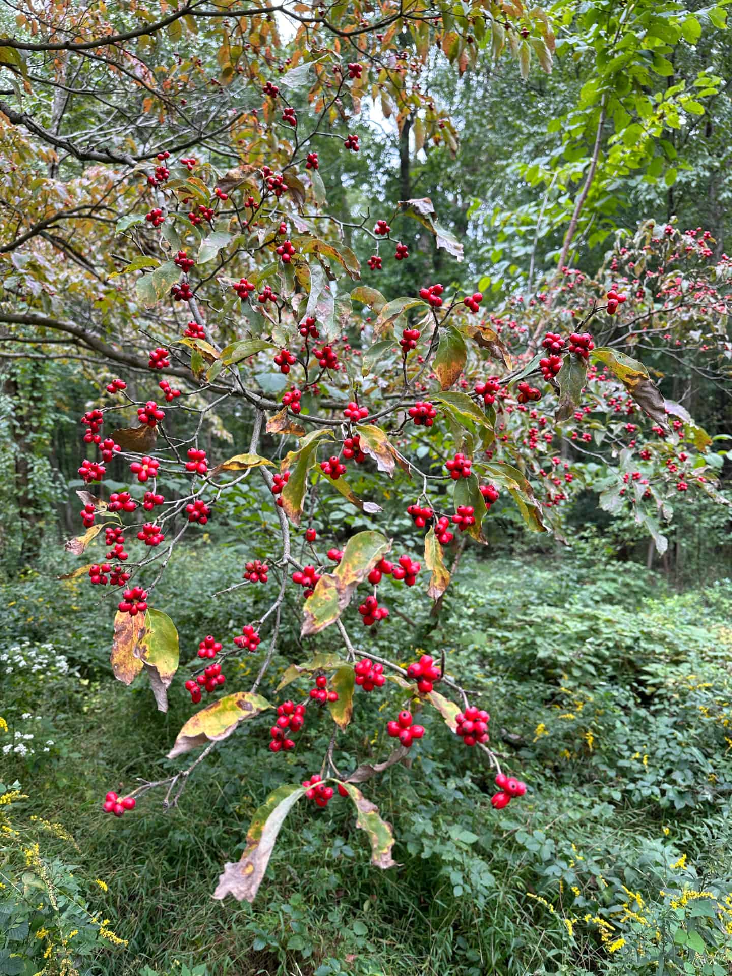 Fruit on a branch of American dogwood