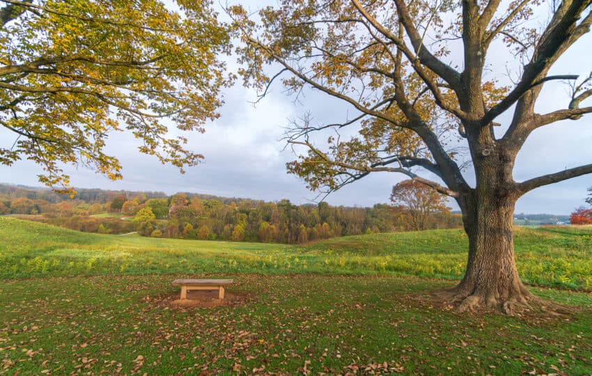 a landscape view of a large tree with a small bench under it overlooking a green field with an orange forest in the background.