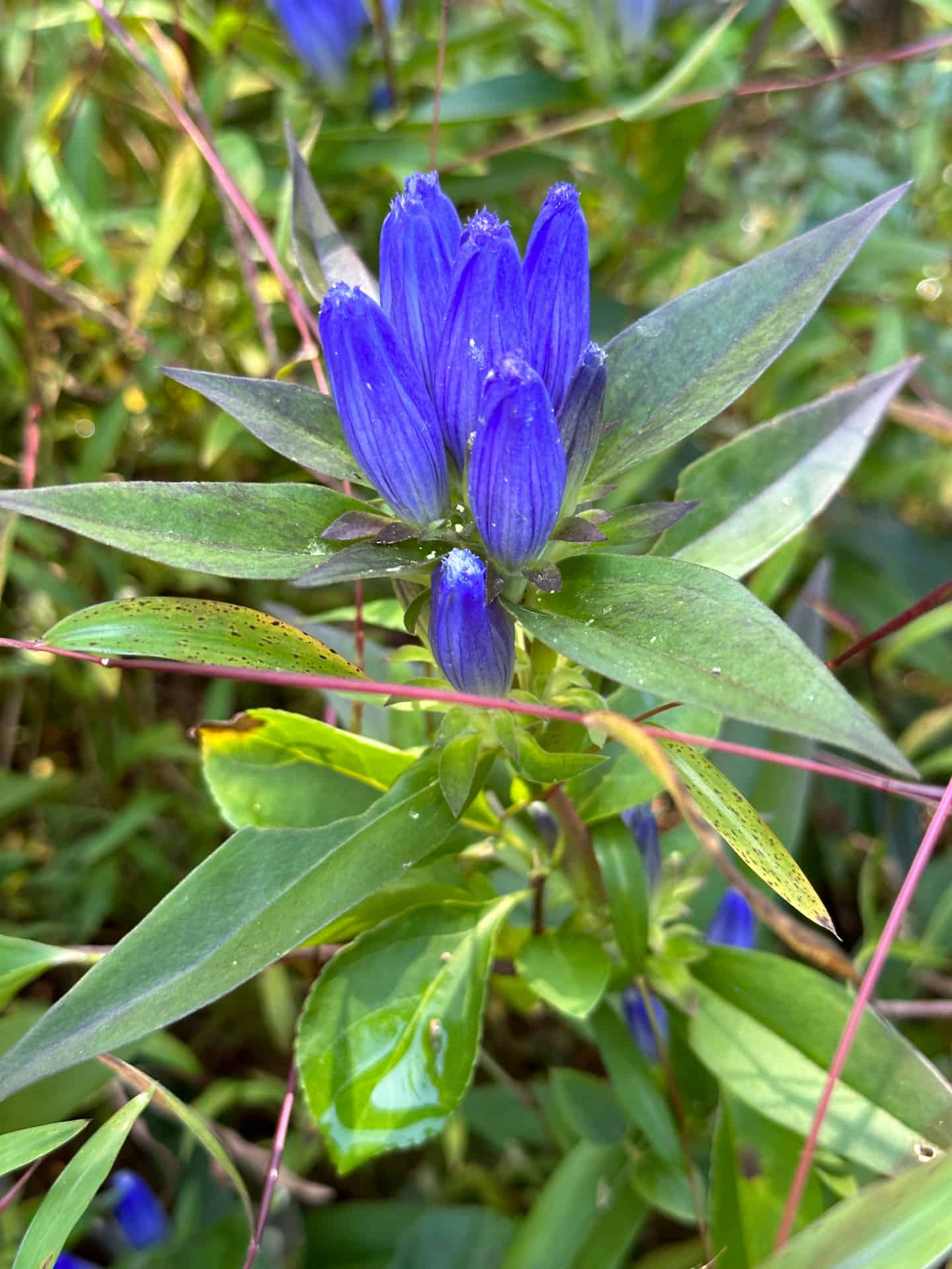 Bottle gentian flowers with a deep blue color