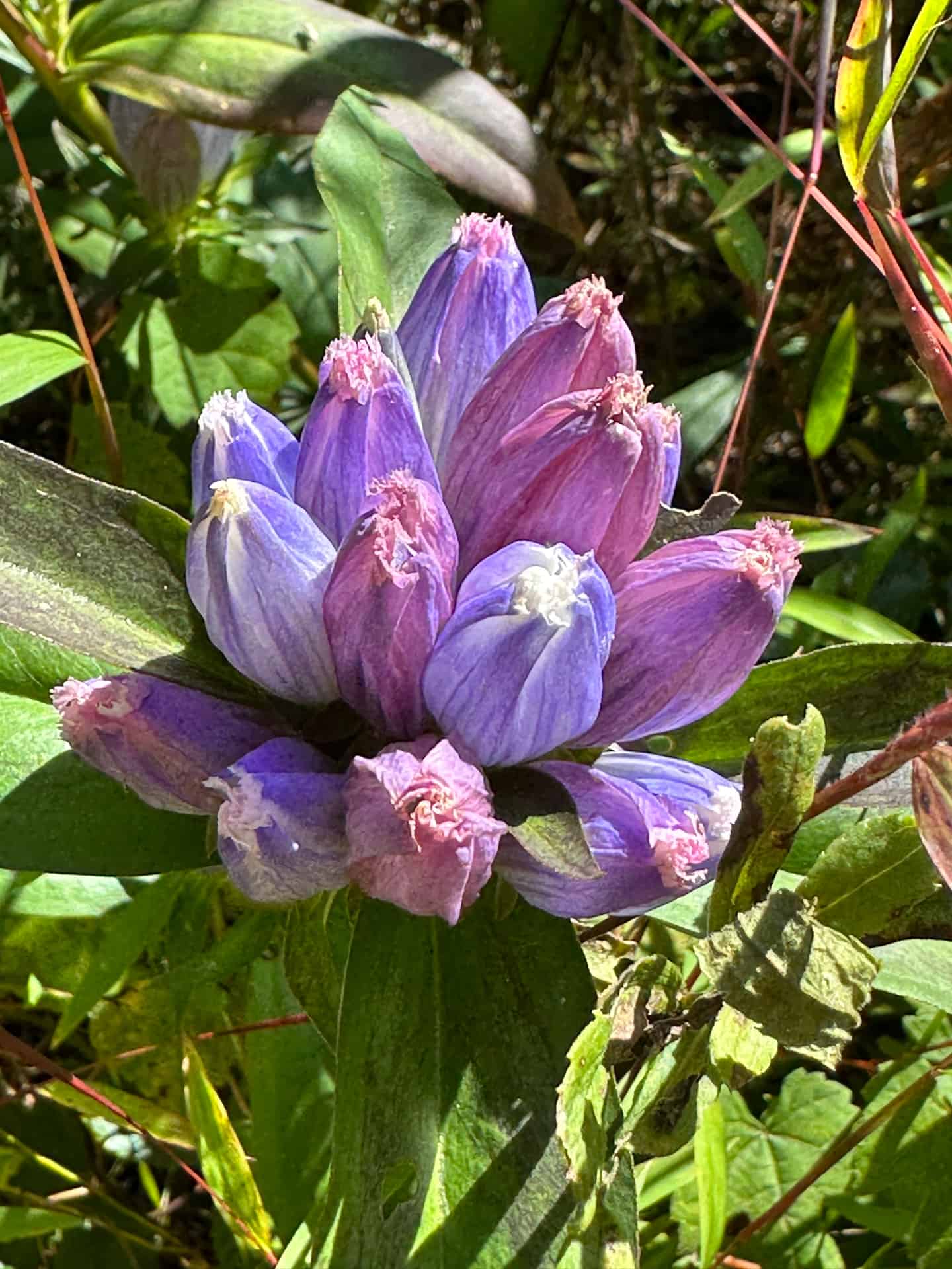 Bottle gentian flowers showing a purple color