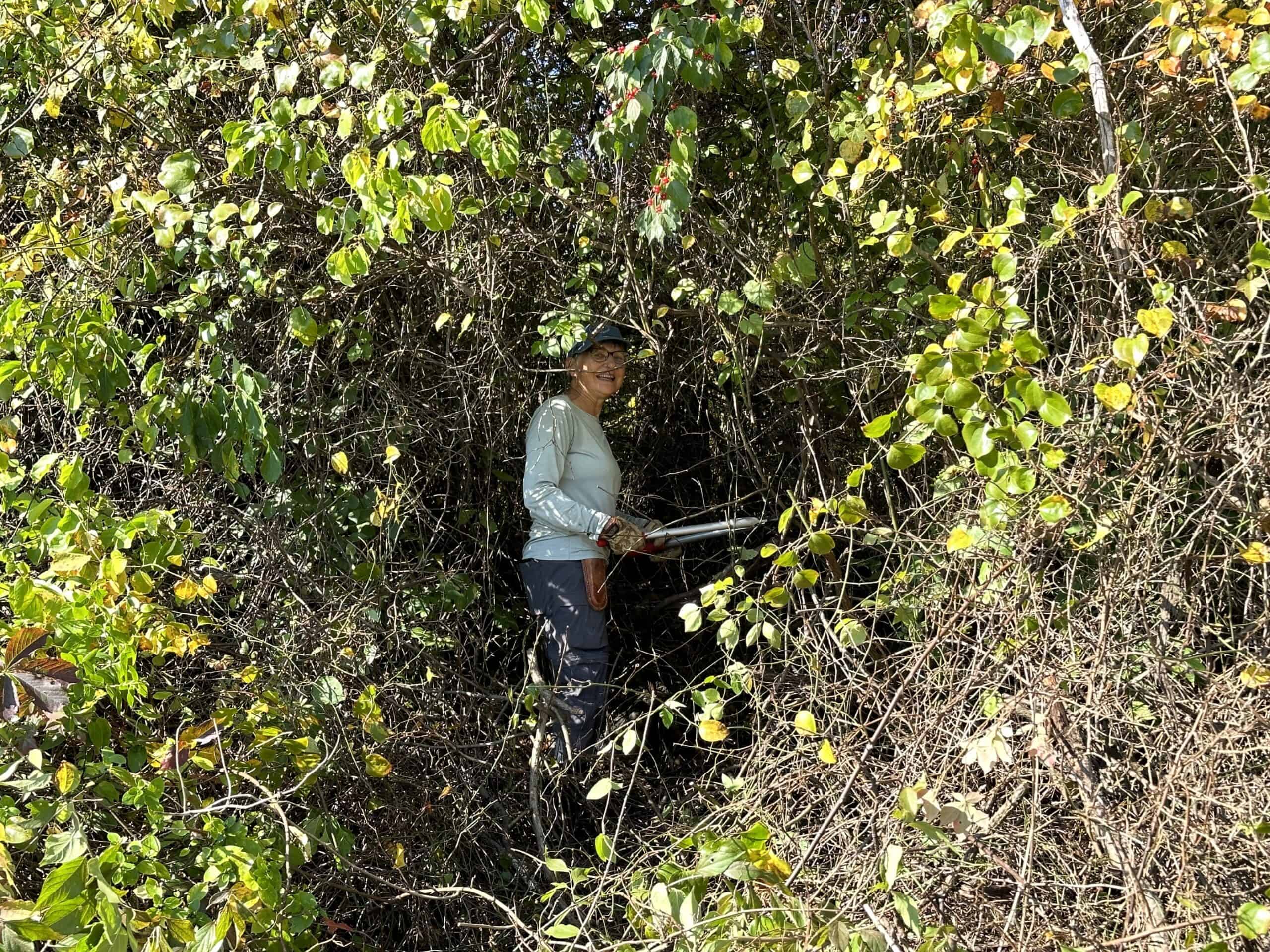 A volunteer posing with loppers among invasive vines she is cutting