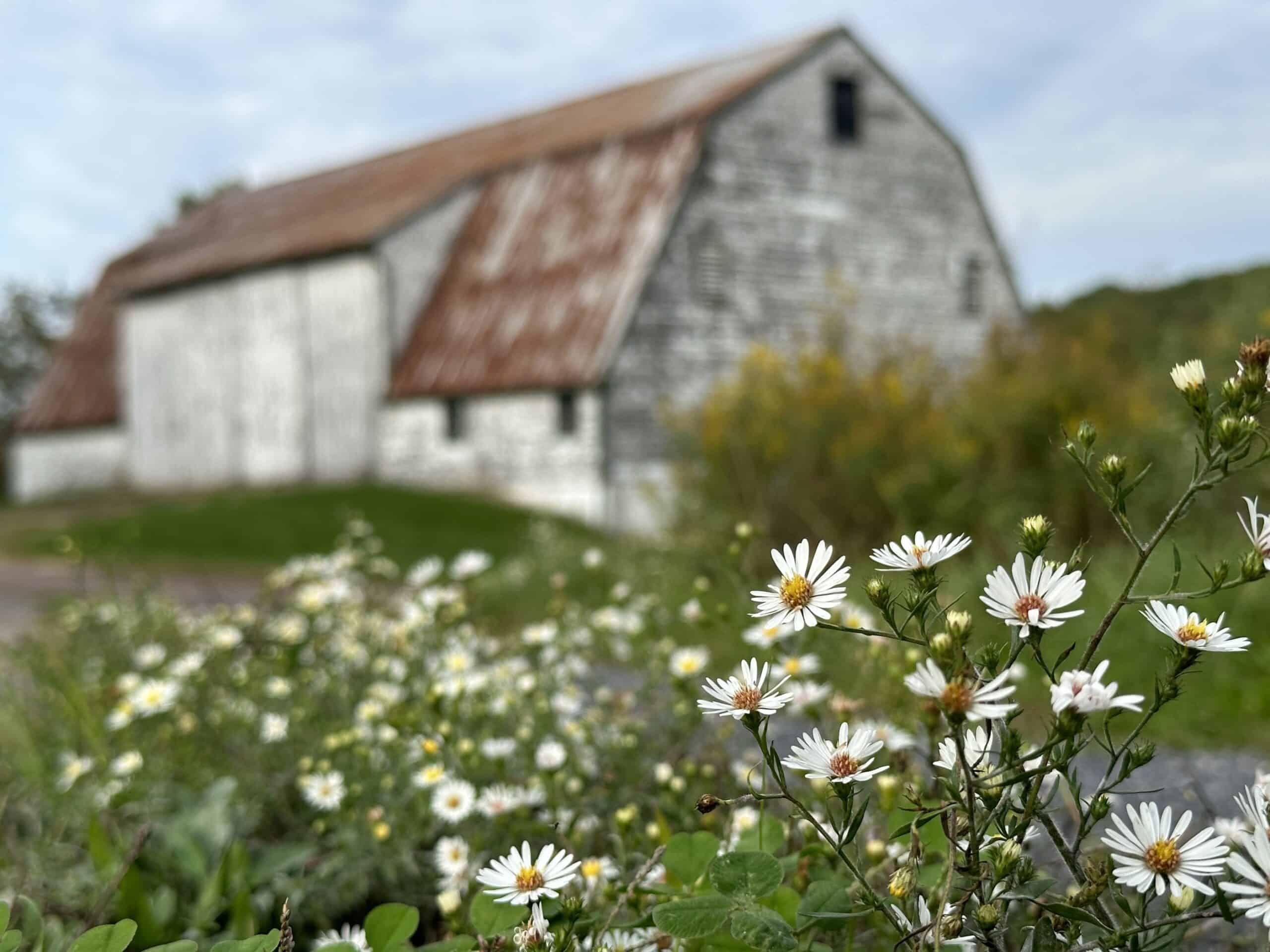 White asters blooming in the foreground with an old barn in the background