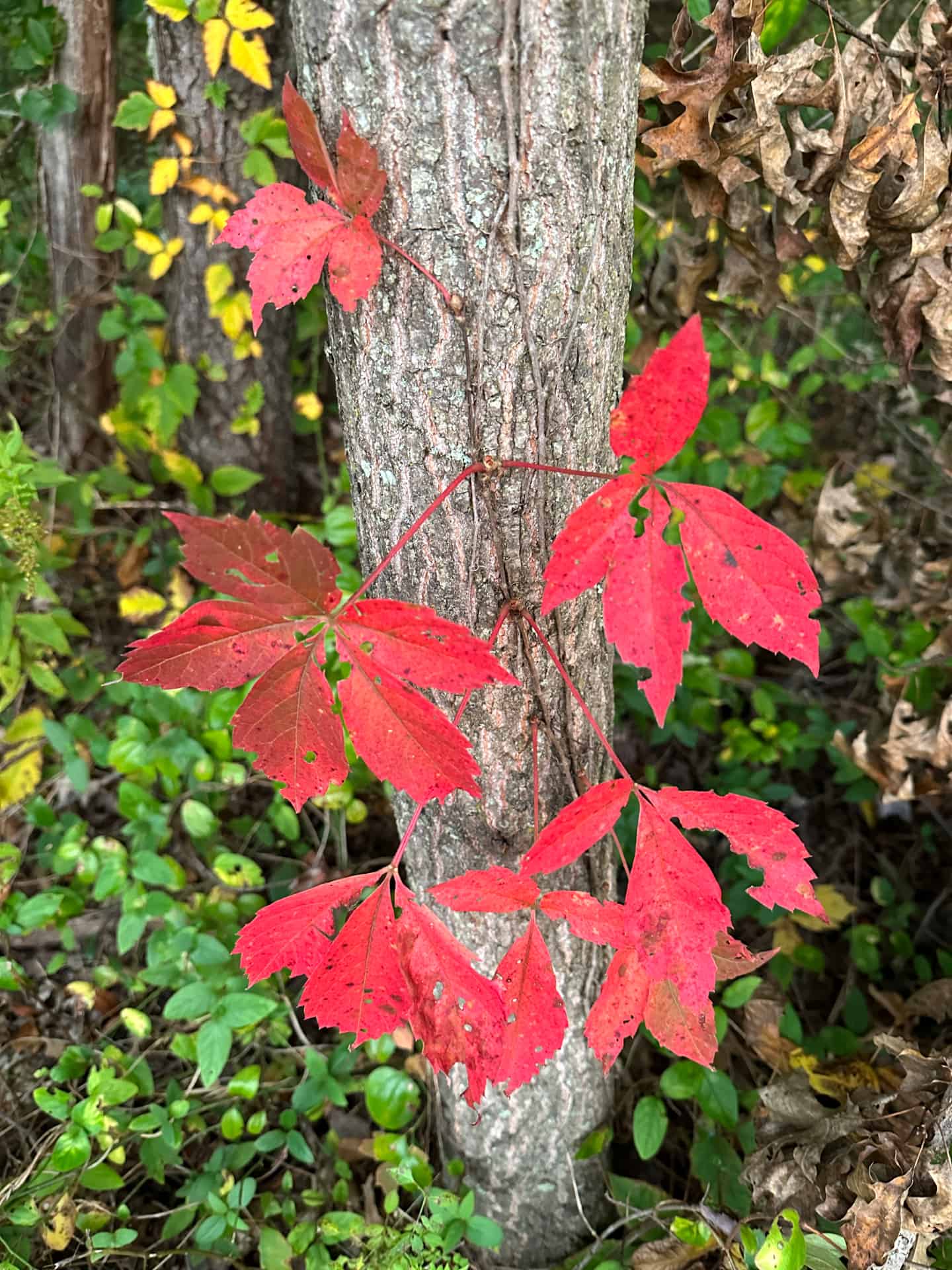 Virginia creeper leaves in full scarlet fall color
