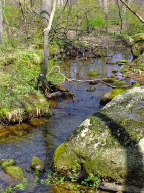 A stream cuts through mossy rocks in a forested natural area.