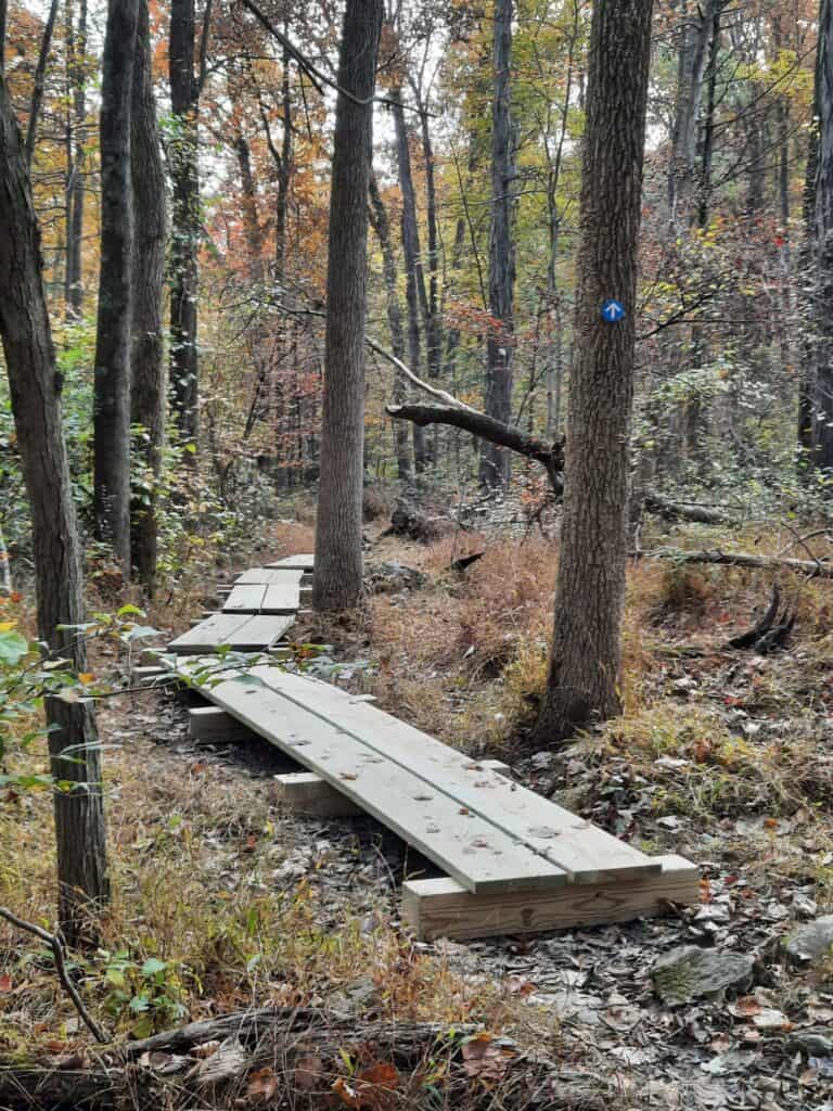 A boardwalk trail winds through a autumn woodland. 