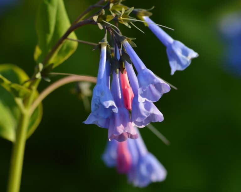 A close-up of purple, pink, and blue Virginia Bluebell flowers against a dark green blurred background.