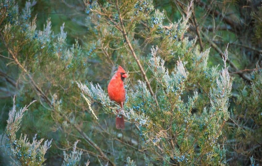Northern Cardinal enjoying the Juniper/eastern red cedar