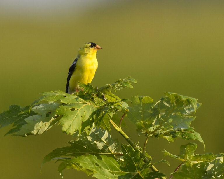 American Goldfinch at Green Hills Preserve