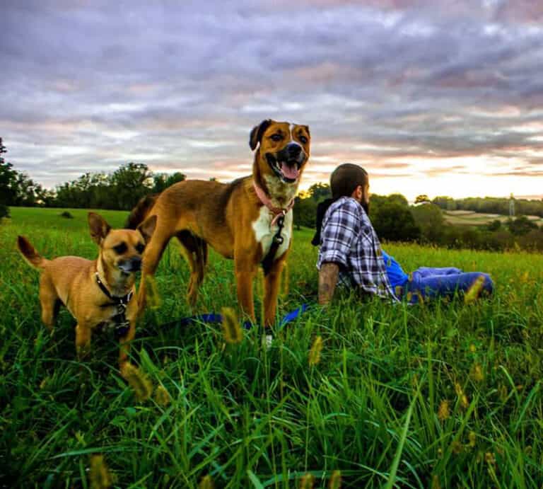 Two dogs and a person in a green feild with a scenic landscape.