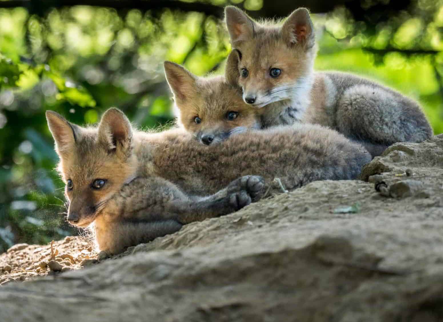 Three baby foxes lay on top of each other in a natural landscape.
