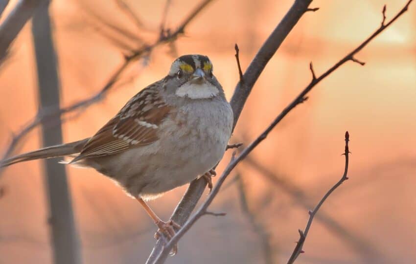 White throated sparrow at sunset