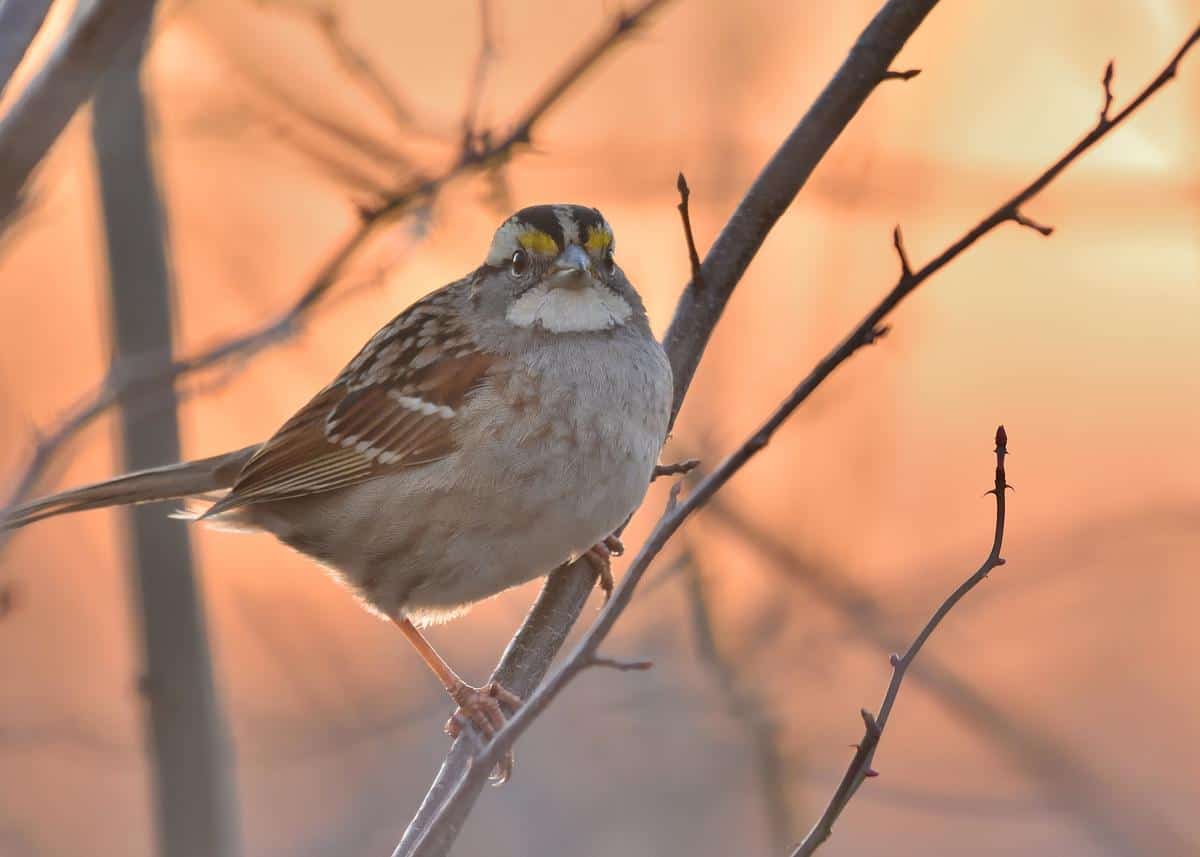 White throated sparrow at sunset