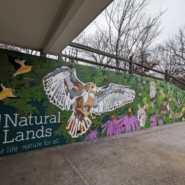 An outdoor mural of a Red-tailed hawk with the Natural Lands logo.