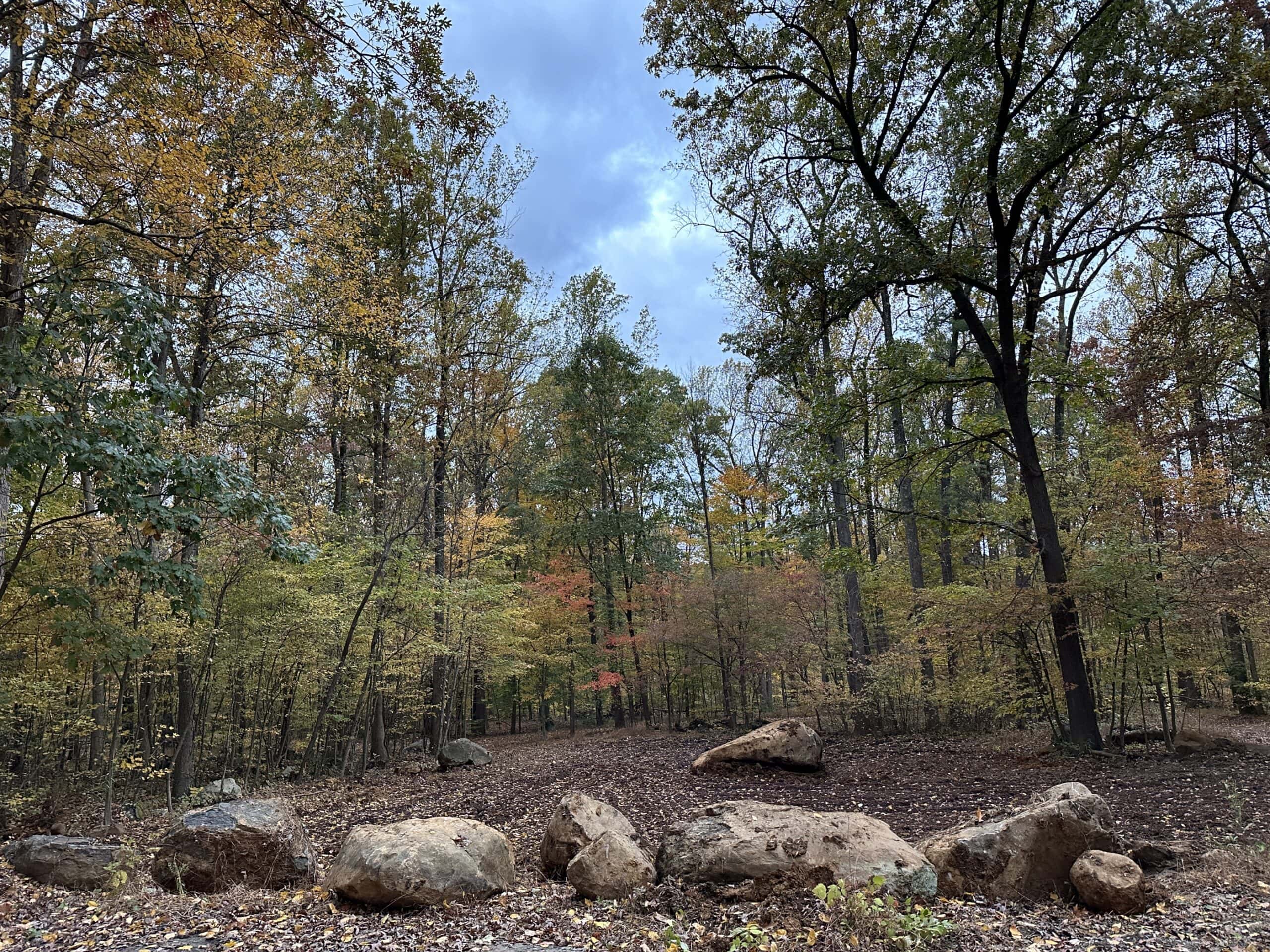 A row of boulders in front of a clearing in the woods.