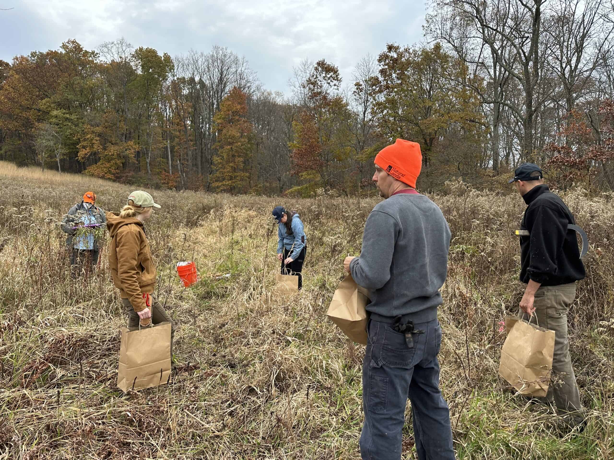 Crow's Nest and Mt. Cuba staff in a November meadow with paper bags of wildflower seed being collected.