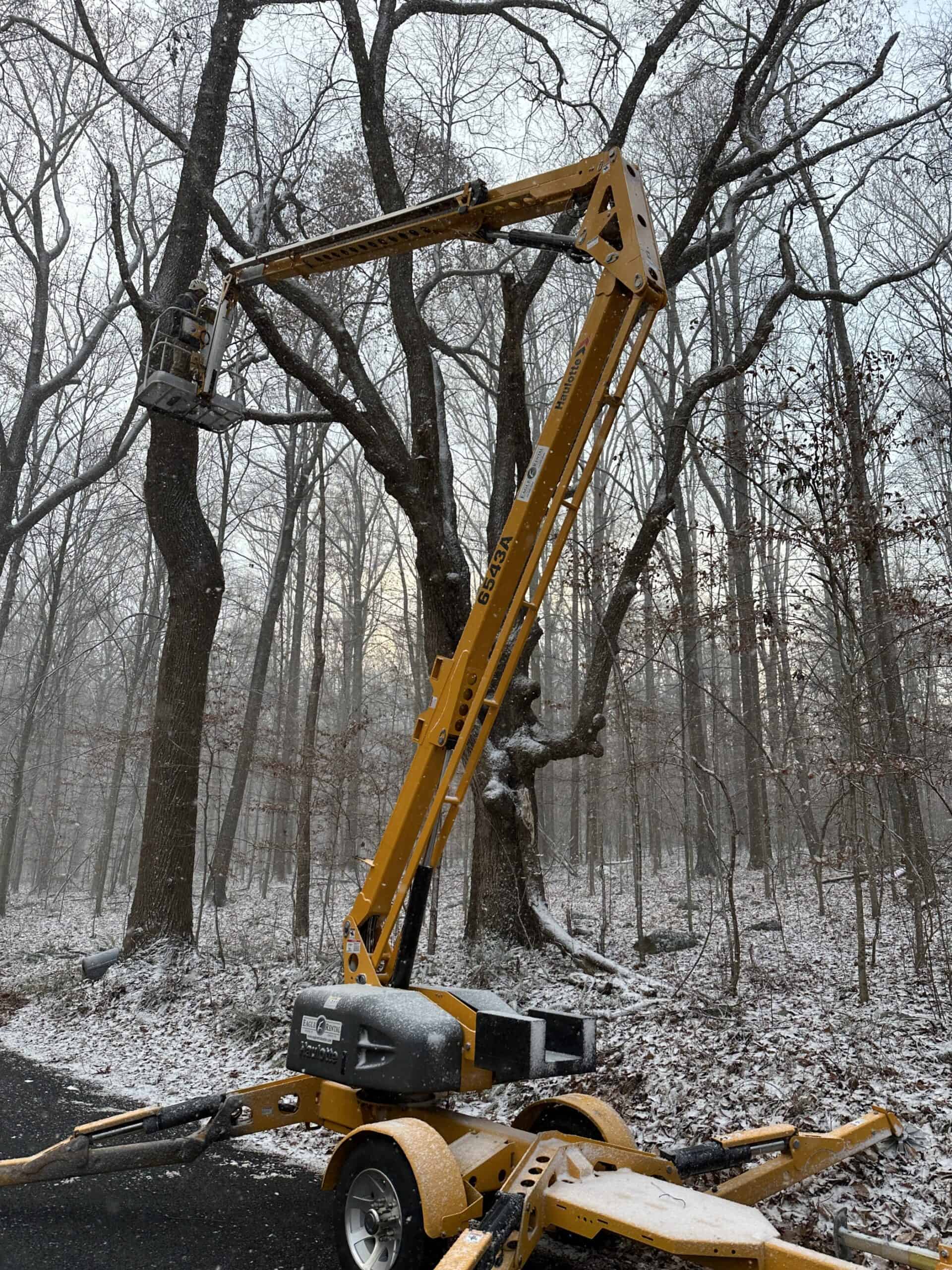 Large tree being pruned of dead limbs using an aerial lift